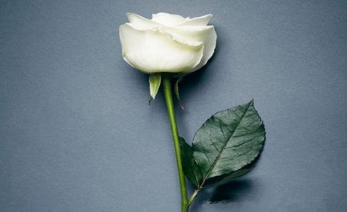 送人能送白玫瑰吗，白玫瑰不能随便送人