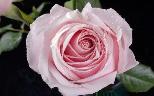送人粉玫瑰代表什么意思，送粉玫瑰花代表什么意思